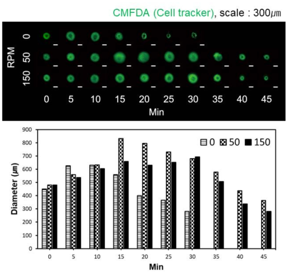 세포 교반기 분당 회전수에 따른 크기 변화