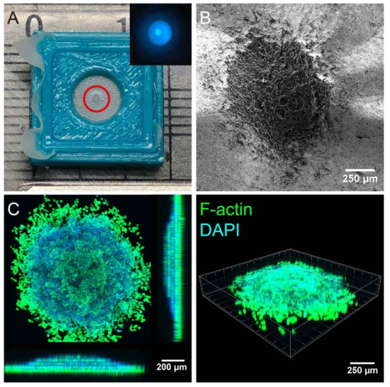 흑색종 잉크젯 프린트 후 7일간 배양 (A: 일반 카메라 이미지, B:전자주사현미경, C: 공초점현미경, green: F-actin, blue:DAPI )