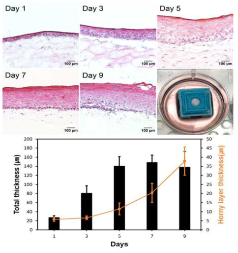 기능 추가 및 구조 변경된 네트워크칩을 이용한 각질형성세포 배양
