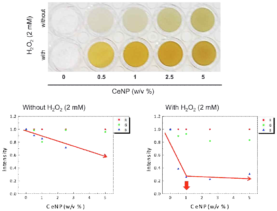mM의 H2O2 농도하에서 여러 농도의 CeO2 나노입자의 발색 반응성 평가 및 최적의 나노입자 농도 설정 확립