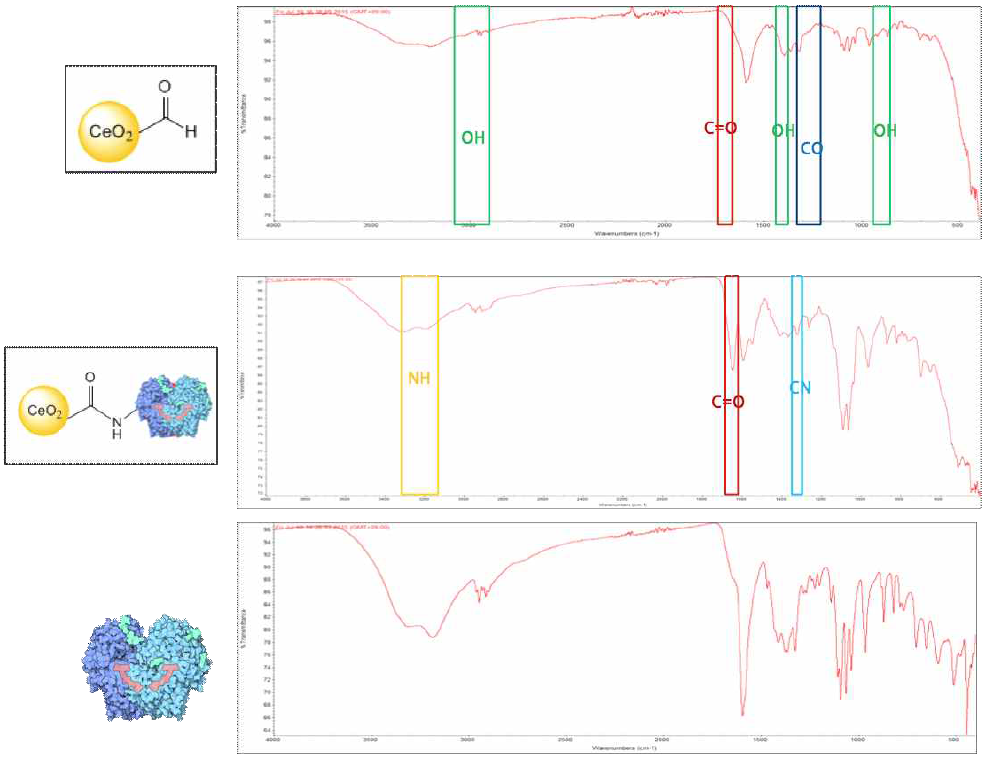 CeO2-GOx 나노복합체 발색단 합성 후 FT-IR (ATR모드) 분석 결과