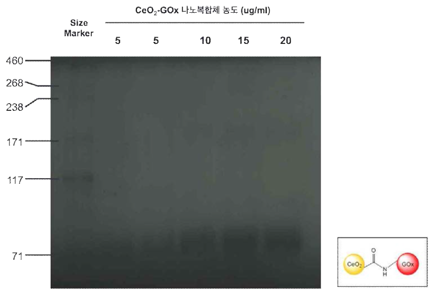 CeO2-GOx 복합체 전기영동 결과