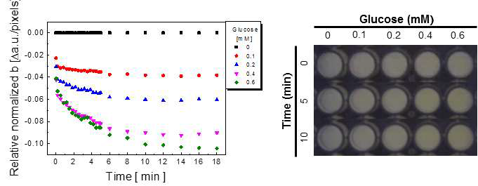 다양한 농도의(0~0.6mM) 포도당과 CNP-PEG-GOX 나노복합체의 시간에 따른 발색반응