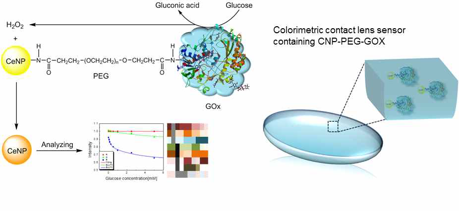 CNP-PEG-GOX 나노복합체를 단순 trapping시킨 콘택트렌즈 시작품 디자인의 모식도