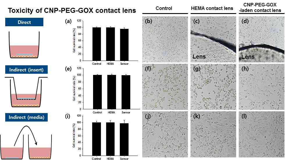 CNP-PEG-GOX 나노복합체가 포함된 콘택트렌즈 센서의 세포 독성 평가