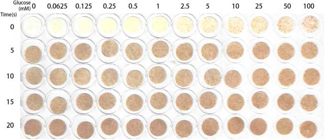 글루타르알데하이드 처리 시간에 따른 바탕색변화와 포도당 농도별 반응
