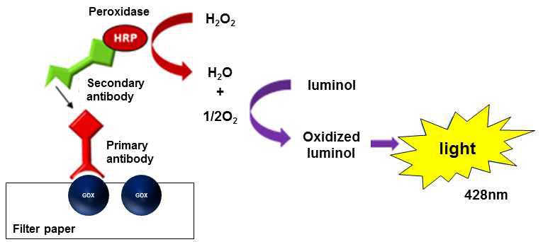 종이기반 포도당 센서 위의 GOX 면역염색을 위한 원리의 모식도