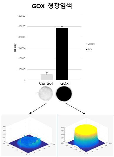 GOX 효소의 면역염색을 통해 효소의 안정성 확인