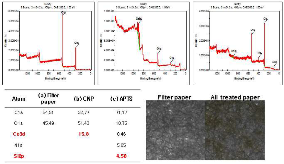 XPS를 통한 종이 센서의 원소 분석 및 현미경을 통한 CNP 유무 확인
