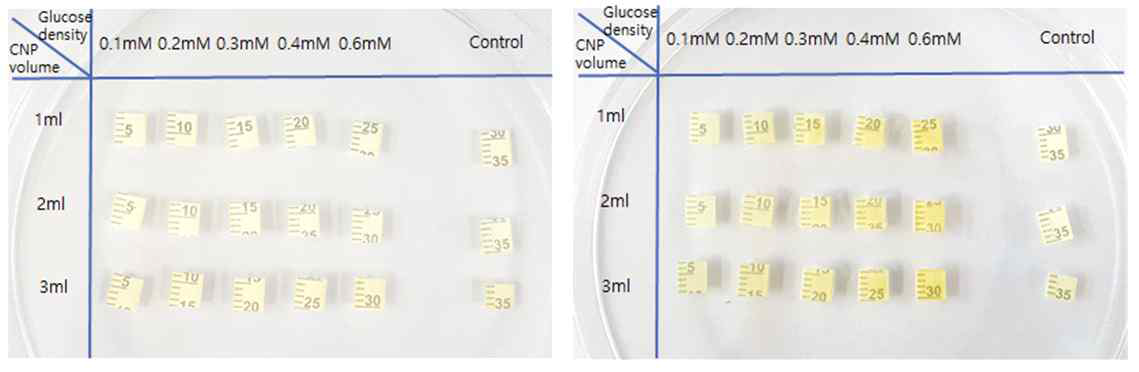 CNP 용액의 부피별로 글루코오즈 농도에 따른 발색변화, 글루코오즈 처리전(좌)와 처리후 모습(우)
