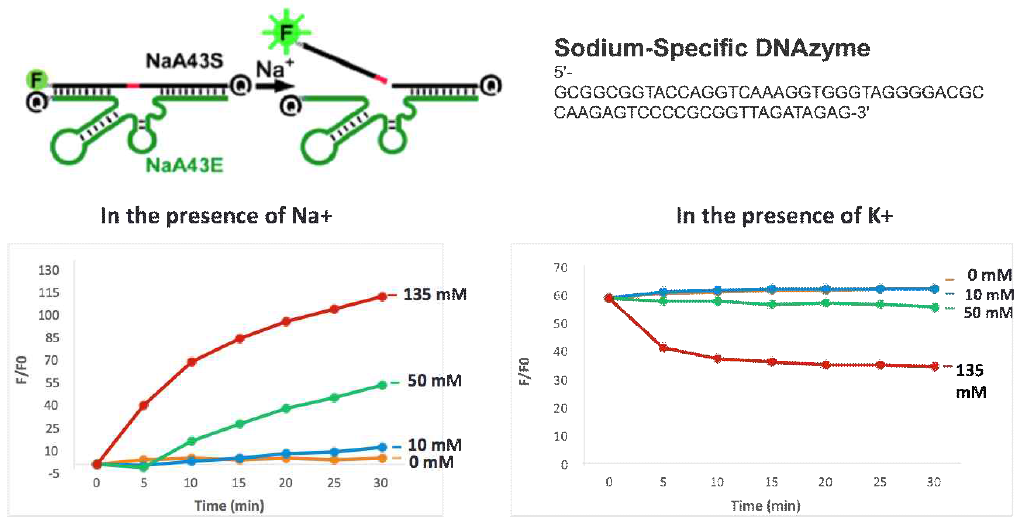 DNAzyme을 이용한 Sodium ion 농도 특이적인 형광신호 측정결과