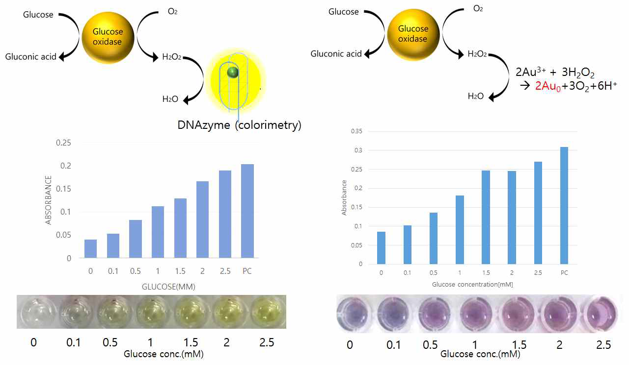 GOx에 의한 glucose반응 결과를 측정한 비색센서. (좌) DNAzyme기반의 비색법과 glucose 농도별 측정결과. (우) 금이온 기반의 비색법과 glucose 농도별 측정결과