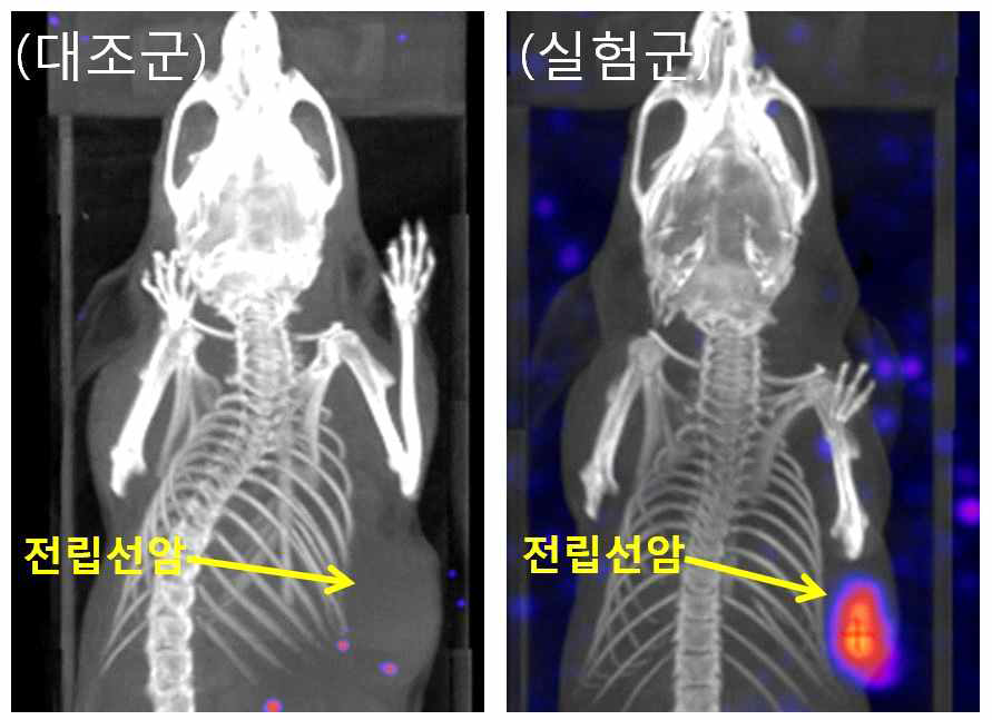 전립선암 동물모델 영상 * 개발된 방사성 약물전달체의 전립선암 동물모델 영상. 전립선암 부위에 성공적으로 약물이 전달되었다