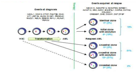 정상핵형 급성골수성 백혈병 시료에서 나타난 clonal evolution