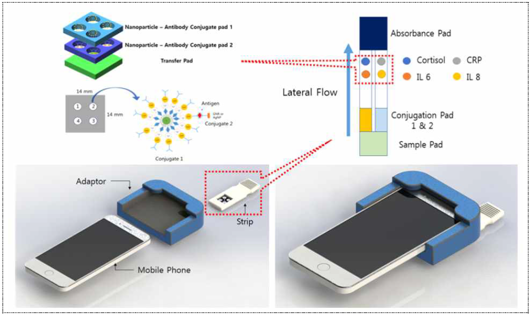 나노입자-항체 접합체를 페이퍼칩에 고정시킨 면역발광 스트립의 측정 개요