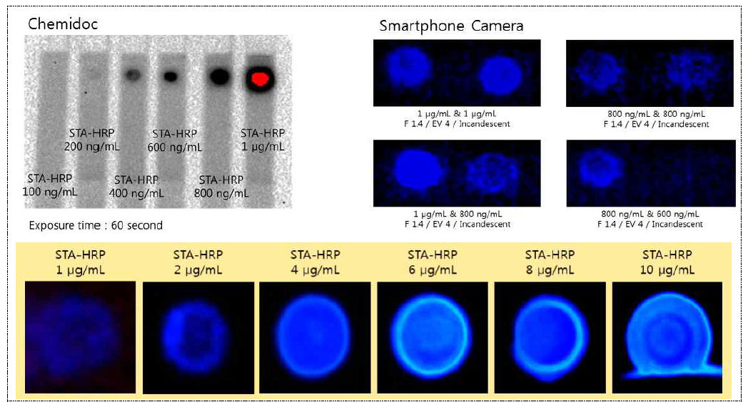 STA-HRP의 농도별 Mobile CMOS camera와 ChemiDocTM imager (Bio-Rad, USA)로 측정된 발광 이미지