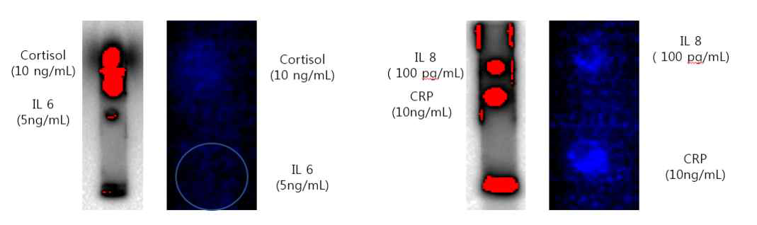 ChemiDocTM과 Smartphone을 이용한 바이오마커 검출결과 비교