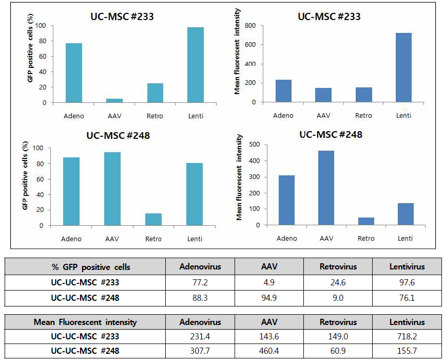UC MSC에서의 바이러스 벡터의 유전자 전달효율 상호 비교 평가