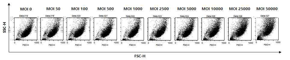 Adenovirus 벡터의 전달양에 따른 UC-MSC 크기와 granularity 변화 확인