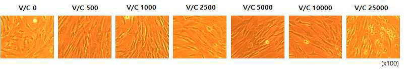 Lentivirus 벡터의 전달양에 따른 UC-MSC 변화 확인