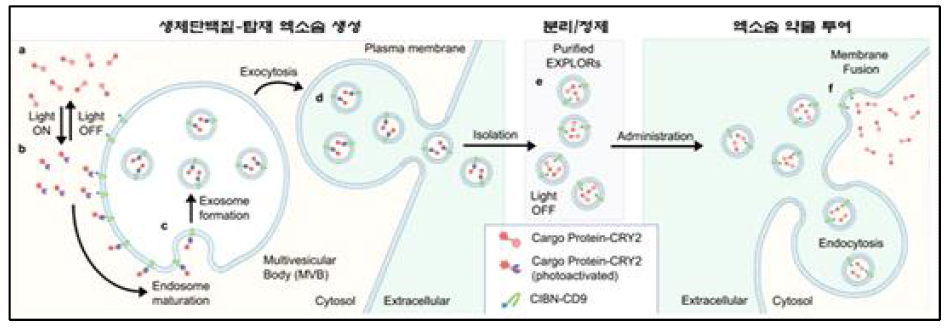 푸른빛 조사에 의한 생체단백질의 엑소솜 탑재 기술