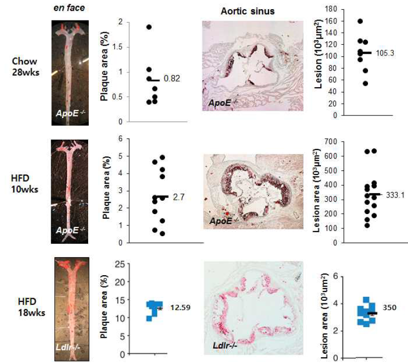 정상 및 동맥경화 모델 마우스 (ApoE 결핍 마우스, LDL 수용체 결핍 마우스 정상 (Chow) 및 고지방사료 (HFD) 급이 주령에 따른 병변 oil red O 염색에 의한 조직병리학적 분석