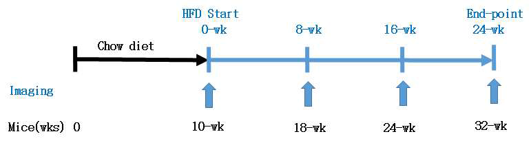 고지질사료(HFD) 급이와 분자영상촬영 계획도