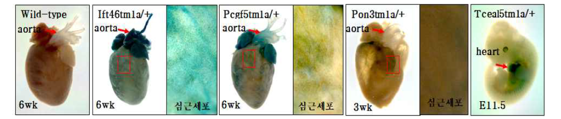 제작된 심혈관계 유전자 적중 마우스의 배아 및 성체 심장의 X-gal 염색