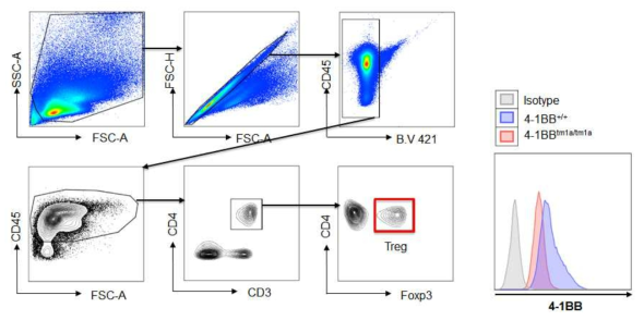 4-1BB 유전자 적중 마우스에서 면역세포를 FACS로 분리하여 4-1BB 발현 확인함