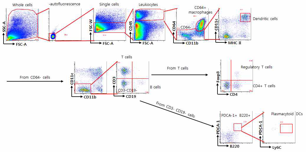 유세포 분석법에 의한 면역세포 분석