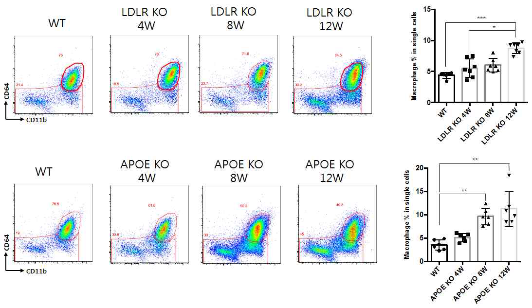 고지질 급이 주령에 따른 Lymphocytes의 변화양상