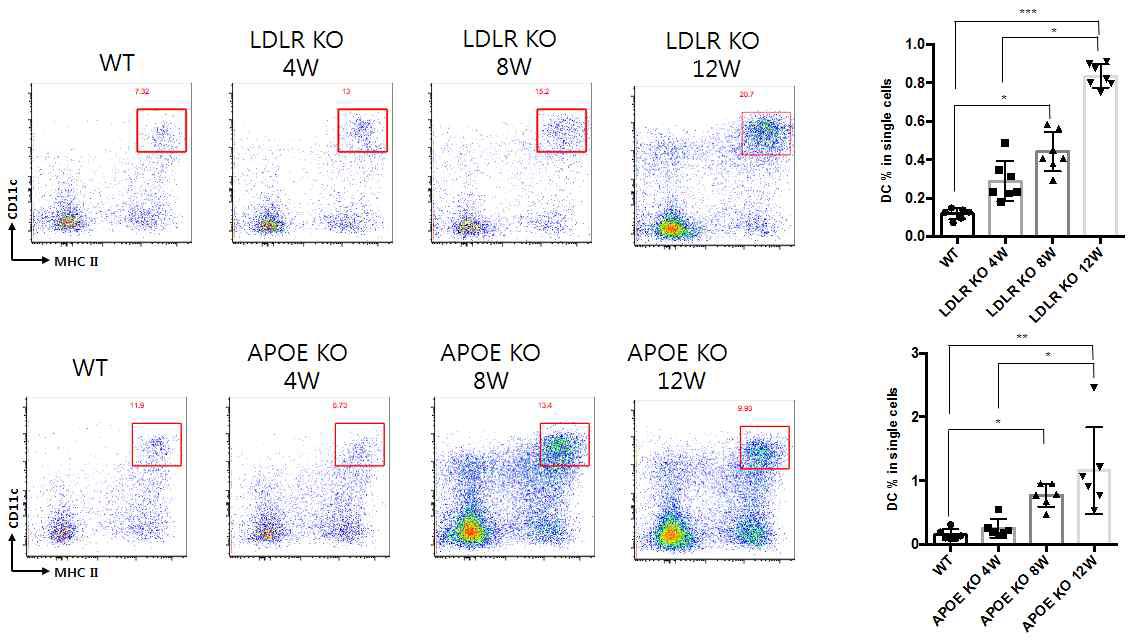 고지혈증 유발사료 급이 주령에 다른 면역세포 변화양상 분석결과 (Dendritic cells)