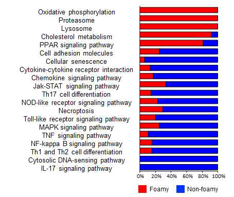 포말세포와 비포말세포 각각에서 enrich된 유전자의 pathway 분석 결과