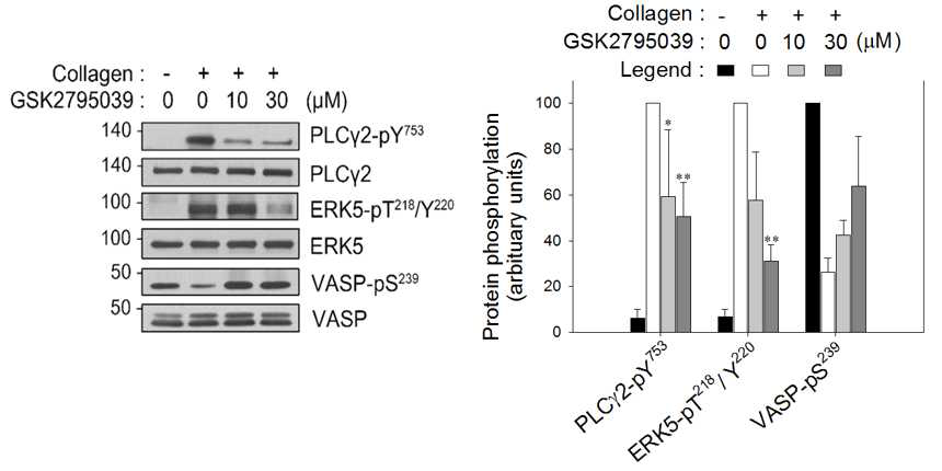 GSK2795039 처리가 활성화된 혈소판에서의 ROS 발생을 감소시켜 PKG signaling 억제를 막음