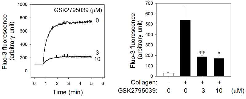 GSK2795039 처리에 의한 세포질내의 Ca2+ 감소