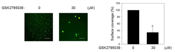 GSK2795039가 Collagen에 대한 혈소판의 부착능을 억제함