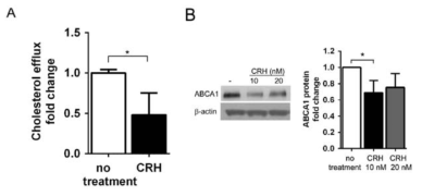 CRH에 의한 대식세포의 ABCA-1 감소와 cholesterol efflux의 감소