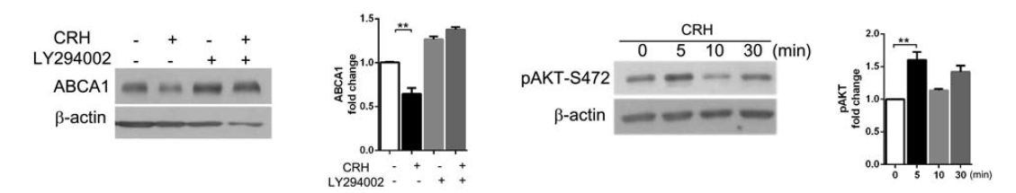 CRH에 의한 대식세포의 Akt 인산화 증가와 이를 통한 ABCA-1의 감소