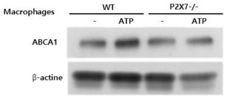 대식세포에서 P2X7 수용체를 통한 ATP 신호전달과 이를 통한 ABCA1의 증가