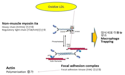 oxidized LDL에 의한 대식세포 골격단백질의 변화