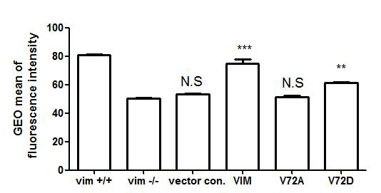 vimentin phospho-mimetic을 발현시킨 대식세포의 oxLDL 섭취능 비교