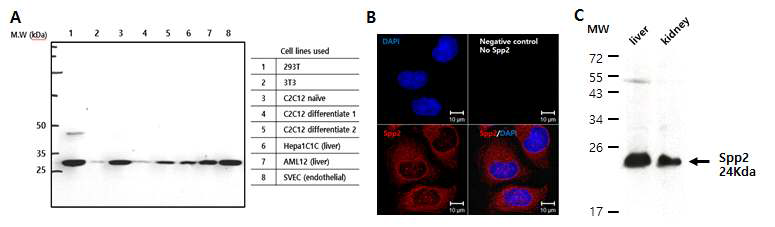 마우스 Spp2 항체 제작과 검증. A) 마우스 및 human 조직/세포주에서 Spp2 항체를 이용한 wstern blot. B) human Hela 세포에서의 Spp2 항체를 이용한 면역염색. C) 5주령 마우스 조직 protein G purified Spp2 항체를 이용한 western blot