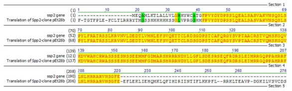 Human SPP2 유전자의 클로닝