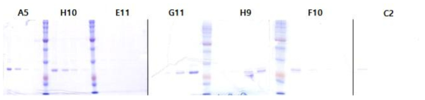 정제된 항 SPP2 scFv 클론들(A5, H10, E11, G11, H9, F10, C2)의 1-4번 분획