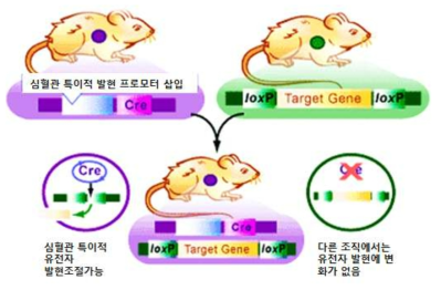 Cre/loxP시스템을 이용한 심혈관세포 특이적 유전자조작마우스제작