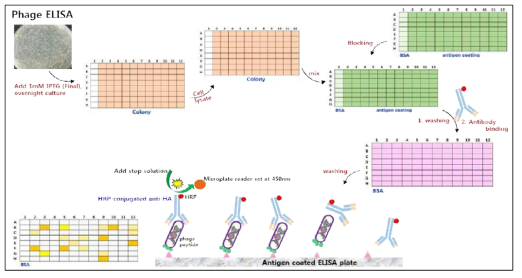 Phage ELISA 실험 방법