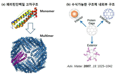 페리틴단백질의 구조적 특성