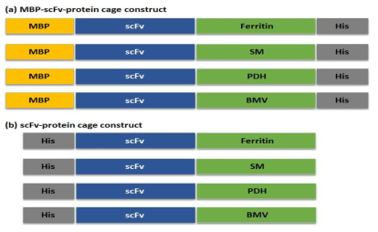 scFv-단백질 나노입자(ultra antibody) 생산용 발현벡터의 모식도