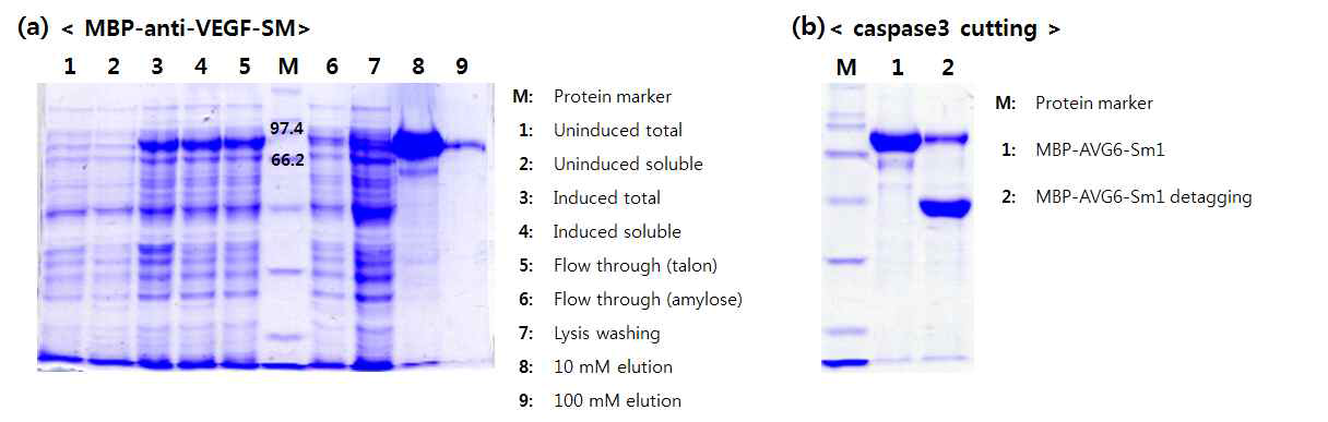 MBP-anti-VEGF-SM의 정제 과정(Amylose resin) 및 MBP 제거