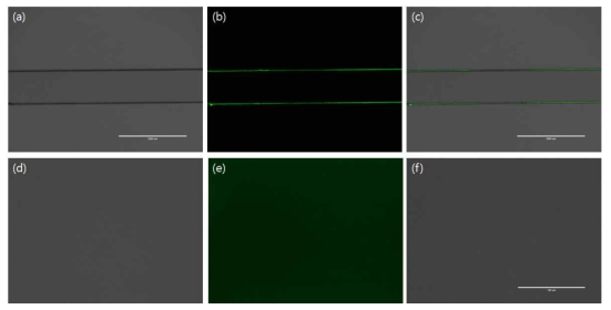 아민기가 수식된 칩 표면과 FITC 형광분자의 반응 확인 (a) 투과이미지 (배율 4x) (b) 형광이미지 (배율 4x) (c) (a)+(b)의 병합이미지 (배율 4x) (d) 투과이미지 (배율 20x) (e) 형광이미지 (배율 20x) (f) (d)+(e)의 병합이미지 (배율 20x)